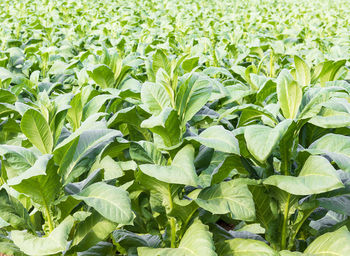 Full frame shot of corn field