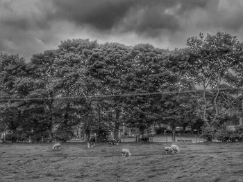 View of trees on field against sky