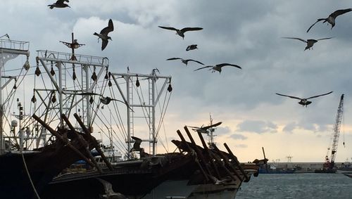 Birds flying over harbor against cloudy sky