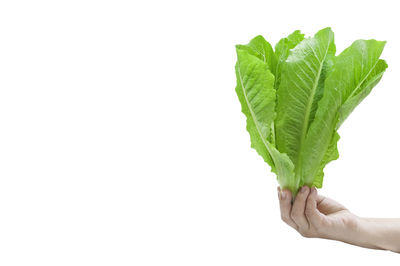 Close-up of hand holding leaf over white background