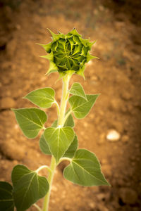 Close-up of plant growing on land