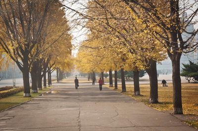 Bare trees in autumn