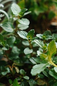 High angle view of flowering plant