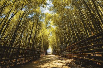 Walkway amidst trees