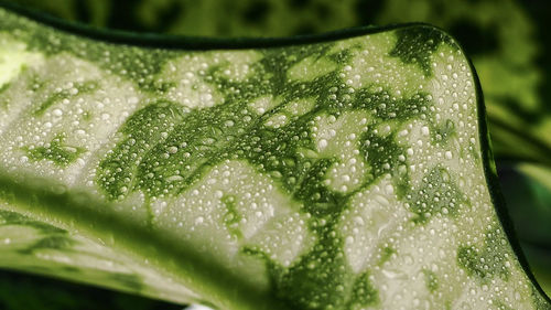 Close-up of wet leaf.