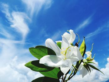 Low angle view of white flowering plant against sky