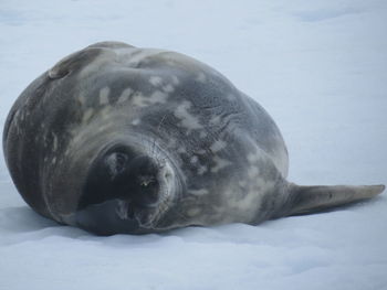 Close-up of turtle lying down on snow