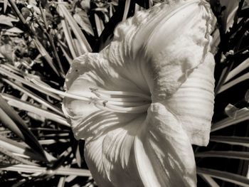 Close-up of white flowering plant