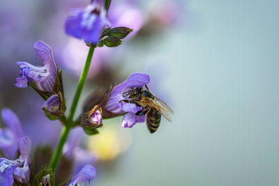 Close-up of bee on purple flower