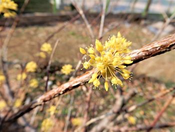 Close-up of yellow flowering plant