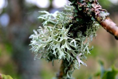 Close-up of lichen growing on tree in winter