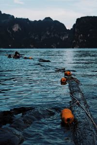 Close-up of ducks floating on sea