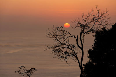 Silhouette tree against orange sky