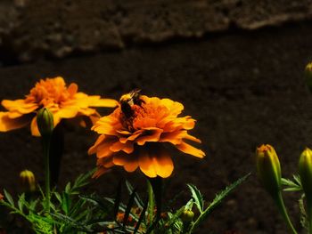 Close-up of bee pollinating on flower