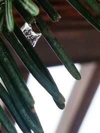 Close-up of green leaves