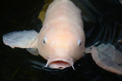 Close-up of fish swimming in sea