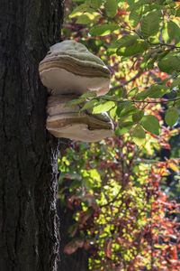 Close-up of mushrooms growing on tree trunk in garden