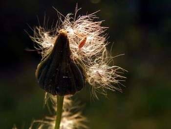 Close-up of flower against sky