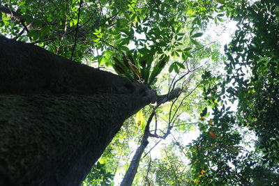 Low angle view of trees