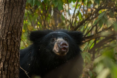 Portrait of black dog in forest