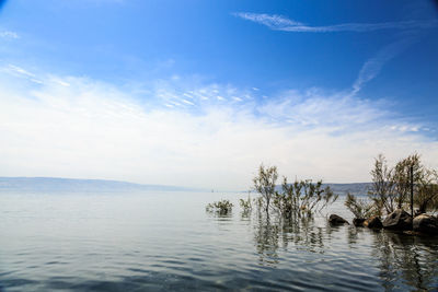 Bird swimming in lake against sky