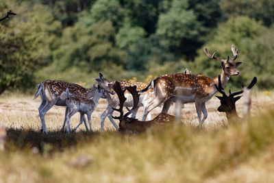 Deer in a field