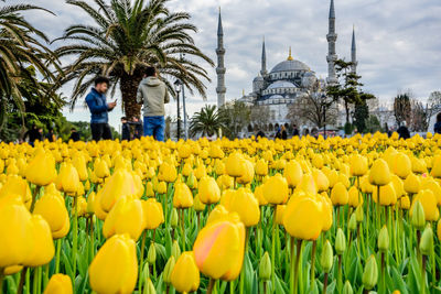 Panoramic view of flowering plants against cloudy sky