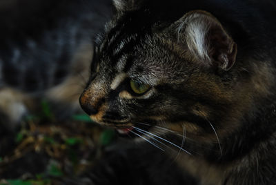 Close-up of a cat