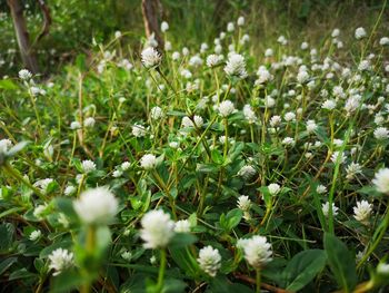 Close-up of white flowering plants on field