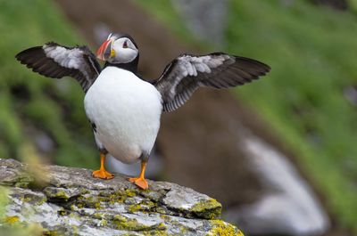 Close-up of a bird flying