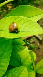 Close-up of insect on leaf