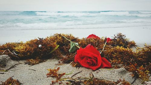 Red flowers on calm beach