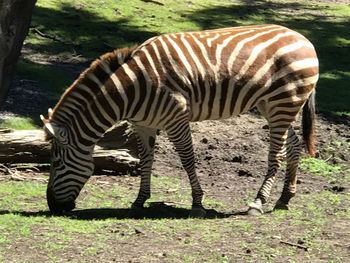 Zebra standing in grass