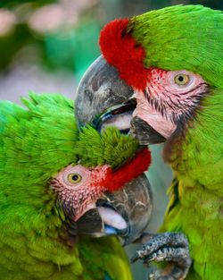 Close-up of parrot