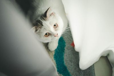 High angle view of cat kitten