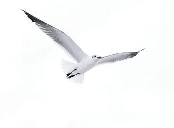 Low angle view of birds flying