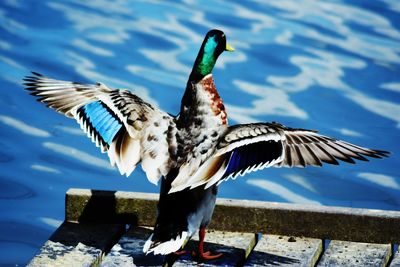 Close-up of bird by lake