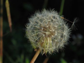 Close-up of dandelion flower