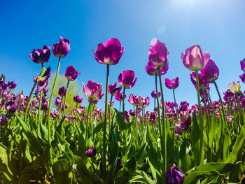 Close-up of pink poppy flowers blooming on field against sky