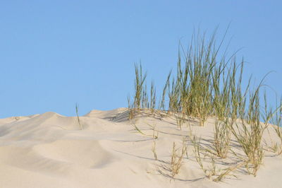 Scenic view of landscape against clear blue sky