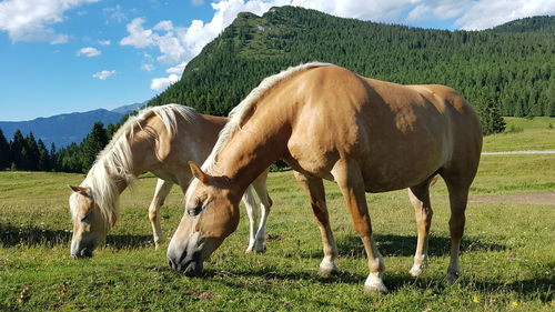 Horses grazing on field against sky