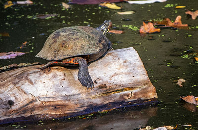 High angle view of turtle in lake