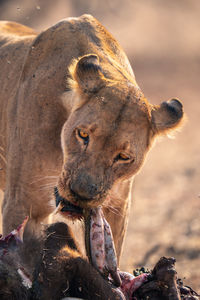 Lioness looking away