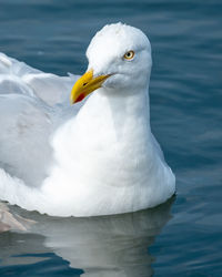 Close-up of seagull
