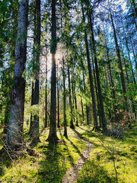 Pine trees in forest