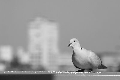 Close-up of seagull perching on retaining wall