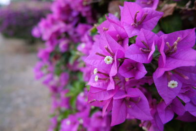 Close-up of purple flowers blooming outdoors