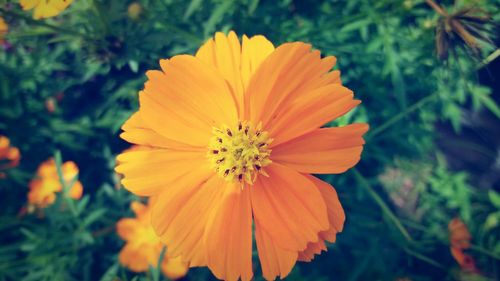 Close-up of yellow flower blooming in garden