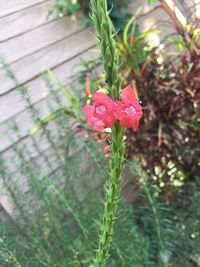 Close-up of red flowers