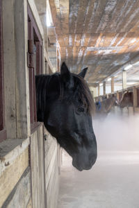 Horse in stable